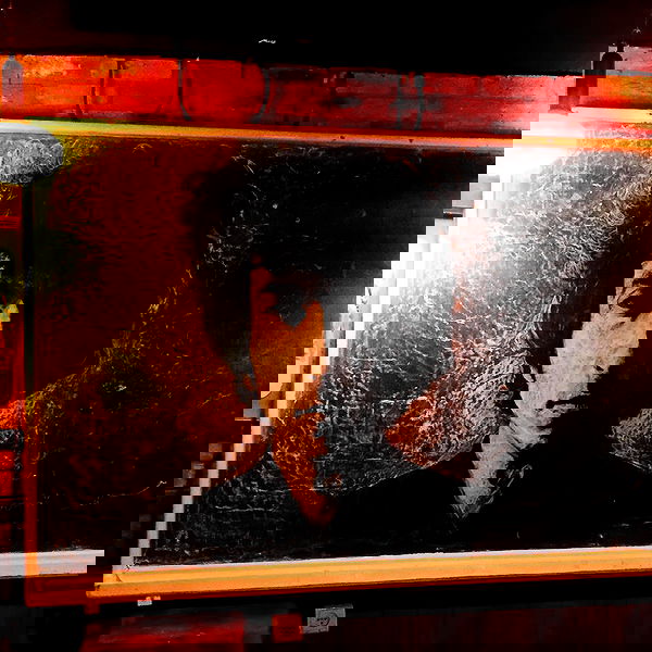 napopo_pub napopo_pub archive image