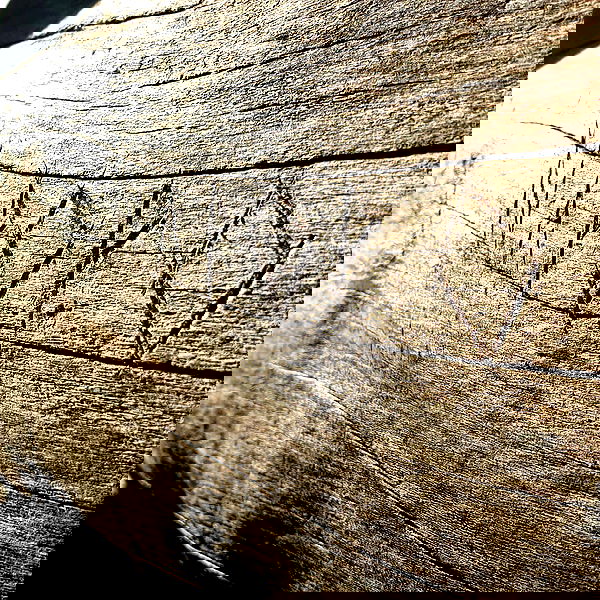 napopo_pub napopo_pub archive image