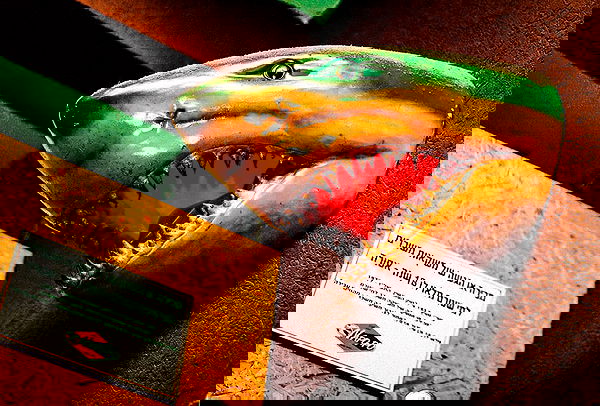 napopo_pub napopo_pub archive image