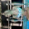 nasteppa Altpins Profile Picture
