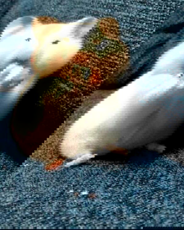 natalllluli natalllluli archive image