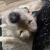 nefariouslarratt Altpins Profile Picture