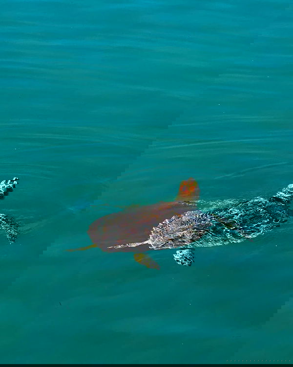 neiimaaa neiimaaa archive image