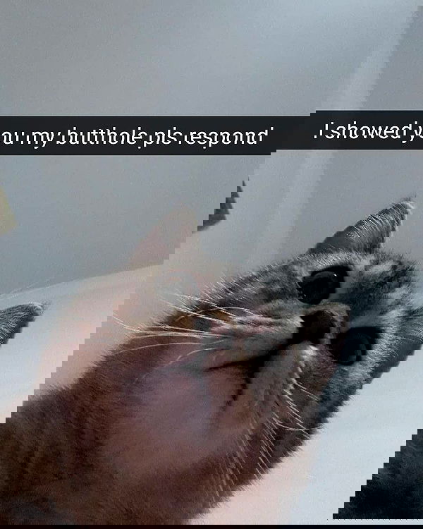 neomiconrad neomiconrad archive image