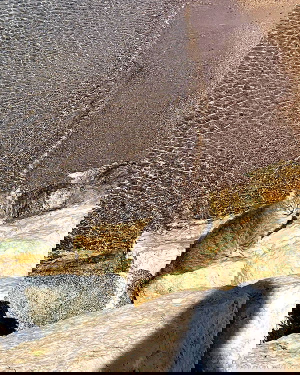 neomiconrad neomiconrad archive image