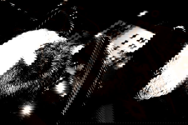 nessabarrett image ~ Altpins