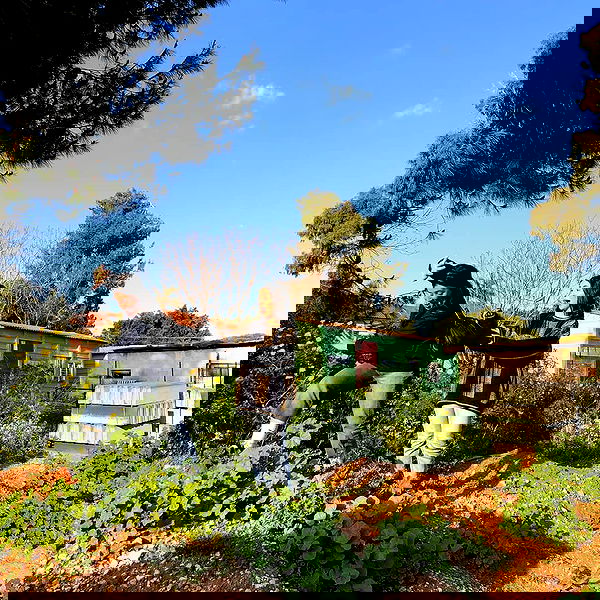 nettakatycat image ~ Altpins