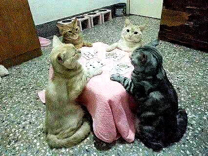 nettakatycat image ~ Altpins