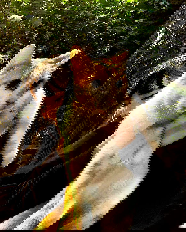 nettakatycat image ~ Altpins