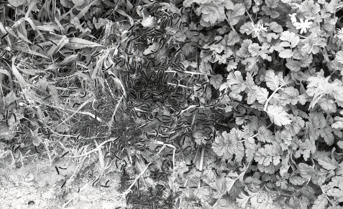 nettakatycat instagram image archive image