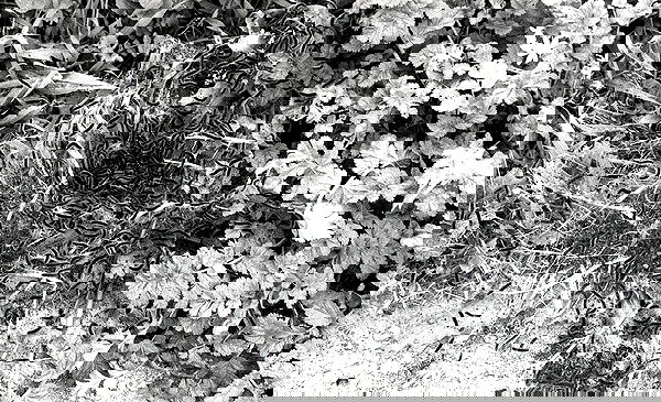 nettakatycat image ~ Altpins