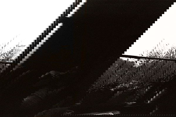 nettakatycat image ~ Altpins