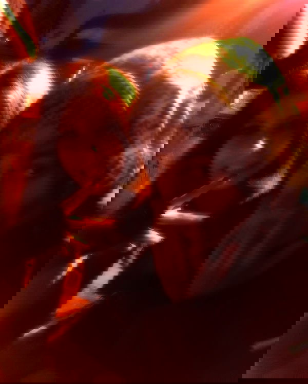 nettakatycat image ~ Altpins