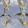newpoort Altpins Profile Picture