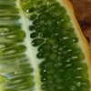 newpoort Altpins Profile Picture