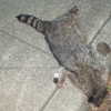 newpoort Altpins Profile Picture
