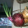 newpoort Altpins Profile Picture