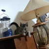 newpoort Altpins Profile Picture