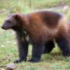 newpoort Altpins Profile Picture