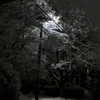 newpoort Altpins Profile Picture