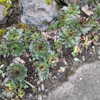 newpoort Altpins Profile Picture
