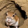 newpoort Altpins Profile Picture