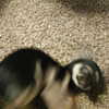 newpoort Altpins Profile Picture