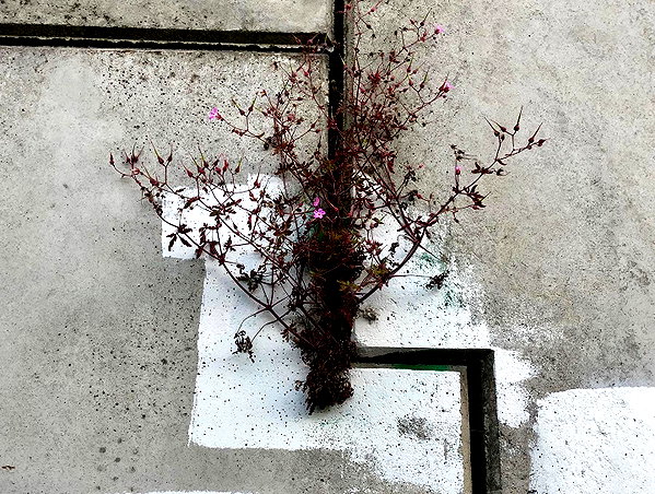 newpoort instagram image archive image