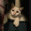 newpoort Altpins Profile Picture