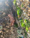 newpoort Altpins Profile Picture