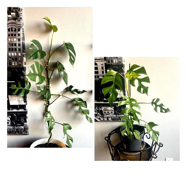 newpoort instagram image archive image