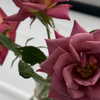 newpoort Altpins Profile Picture