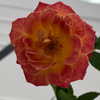 newpoort Altpins Profile Picture