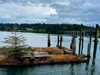 newpoort Altpins Profile Picture