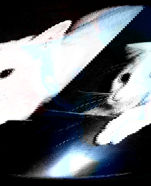 nikkibitez nikkibitez archive image