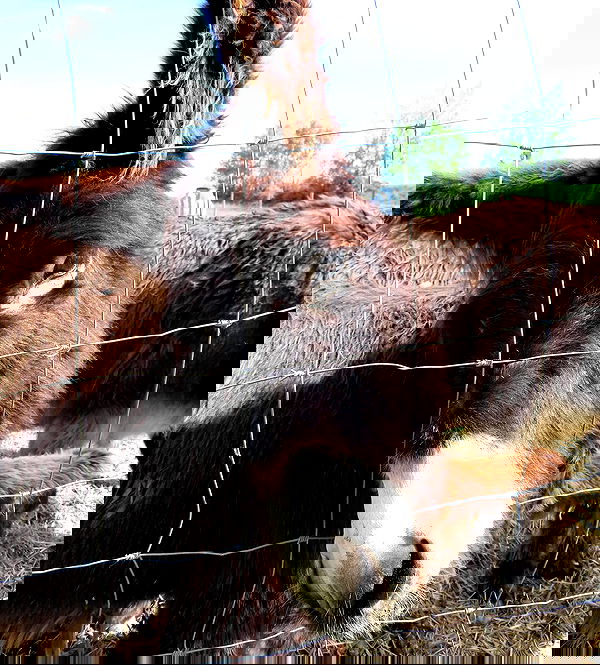 nikolgolovatzky nikolgolovatzky archive image