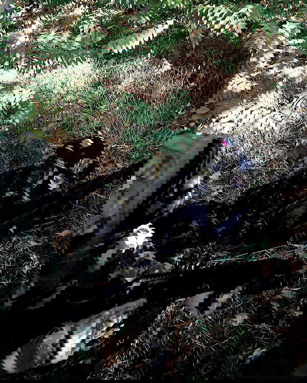 ninja.vi ninja.vi archive image