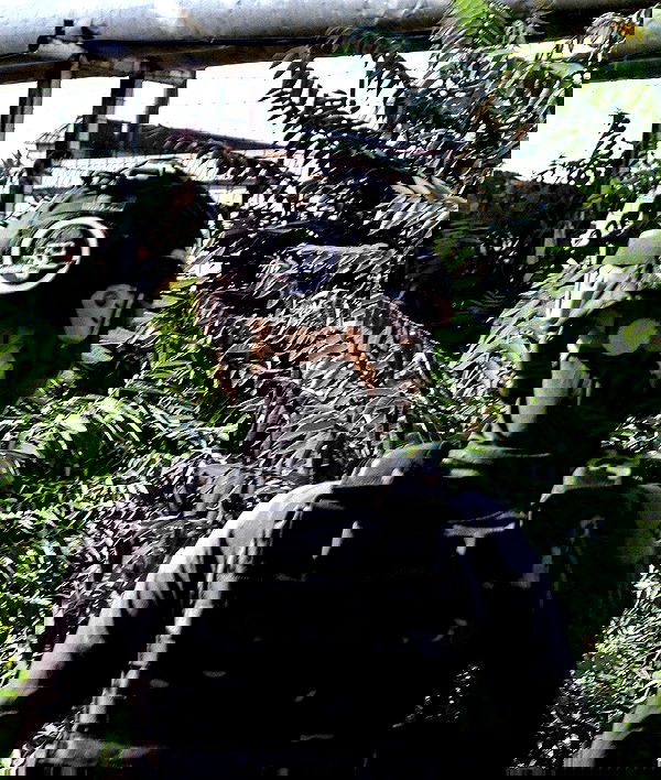 ninja.vi ninja.vi archive image