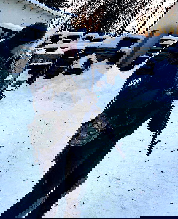 ninja.vi ninja.vi archive image