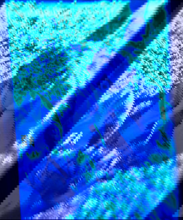 ninja.vi ninja.vi archive image