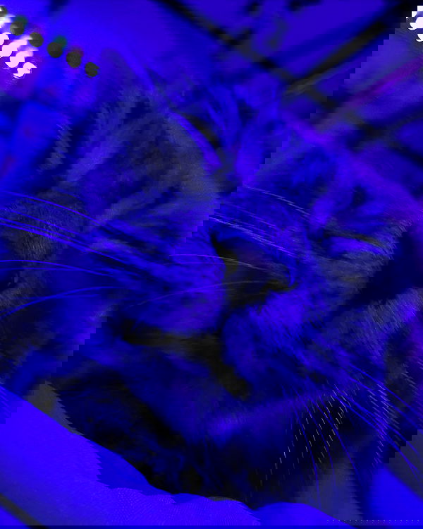 nixxi.cat nixxi.cat archive image