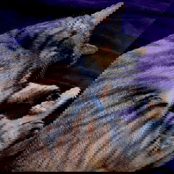 nixxi.cat nixxi.cat archive image