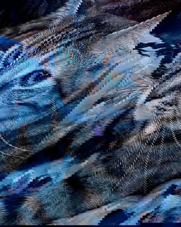 nixxi.cat nixxi.cat archive image