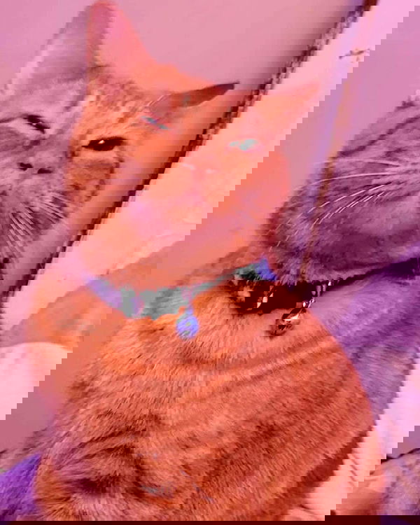 nixxi.cat nixxi.cat archive image