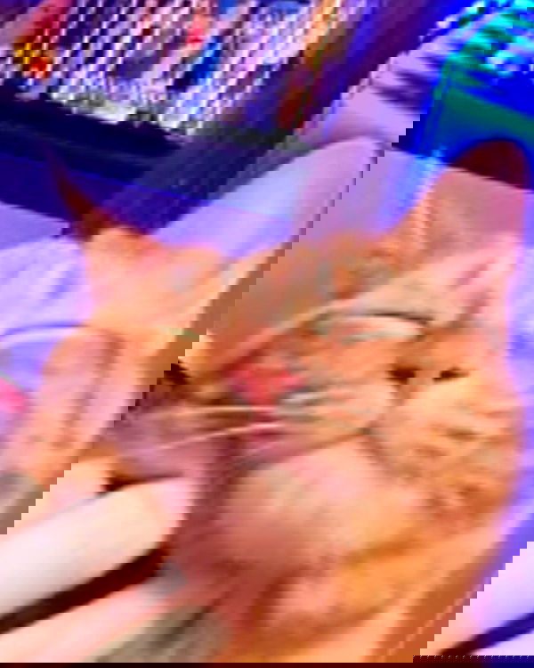 nixxi.cat nixxi.cat archive image