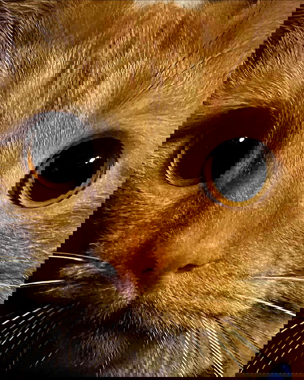 nixxi.cat nixxi.cat archive image