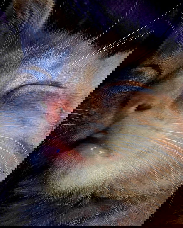 nixxi.cat nixxi.cat archive image