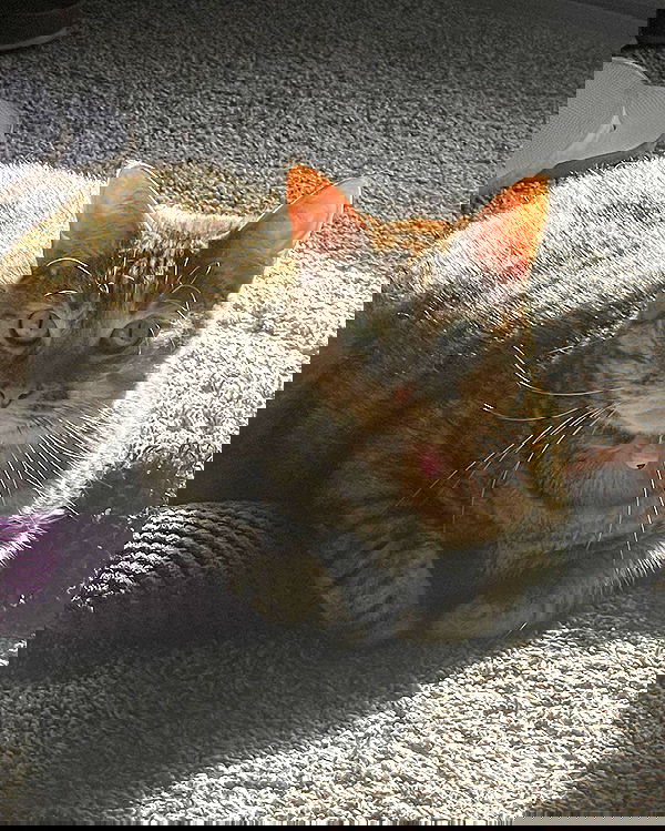 nixxi.cat nixxi.cat archive image