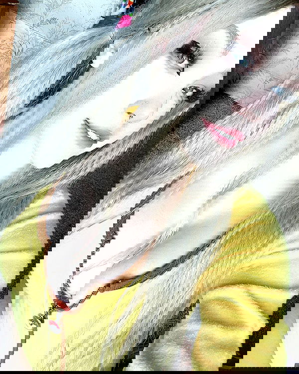 nixxi.cat nixxi.cat archive image