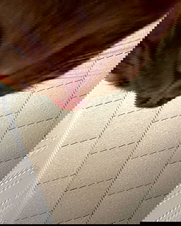nixxi.cat nixxi.cat archive image